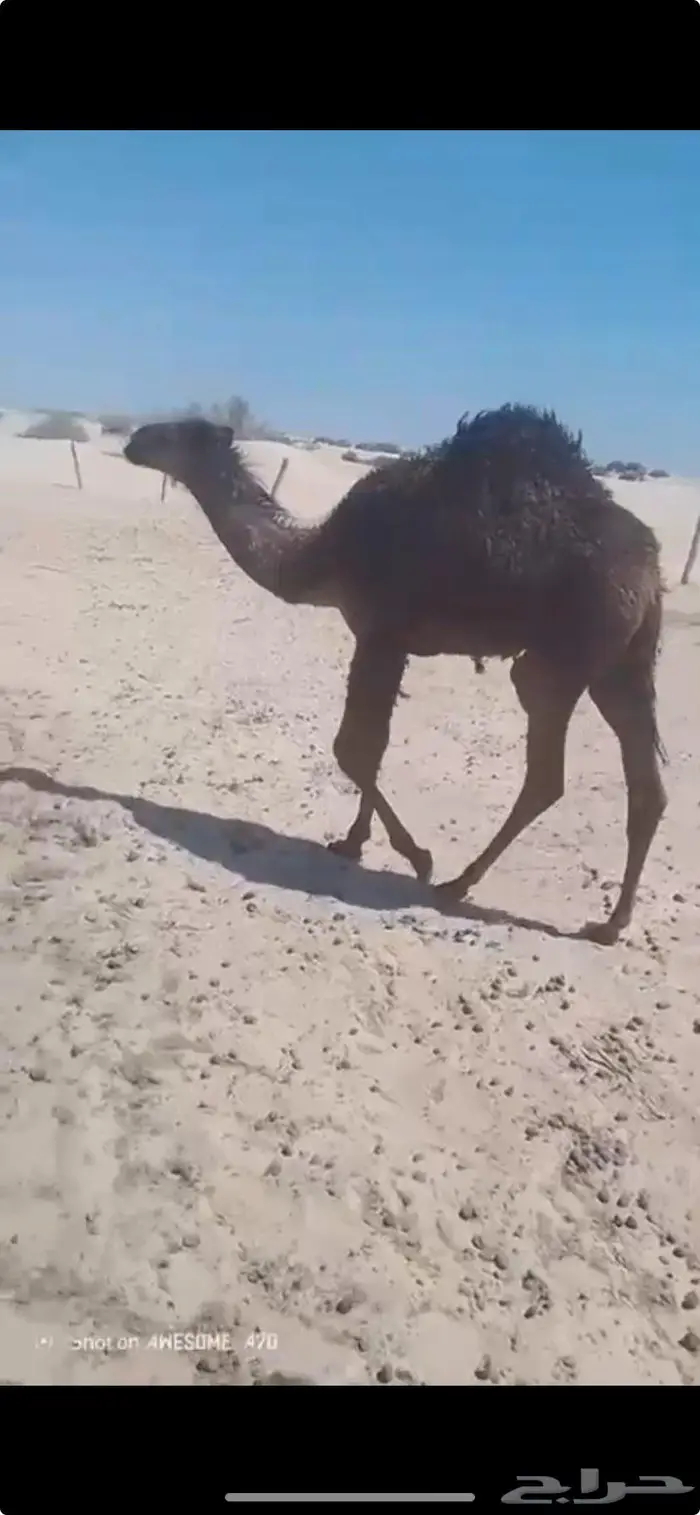 قعود للبيع 0