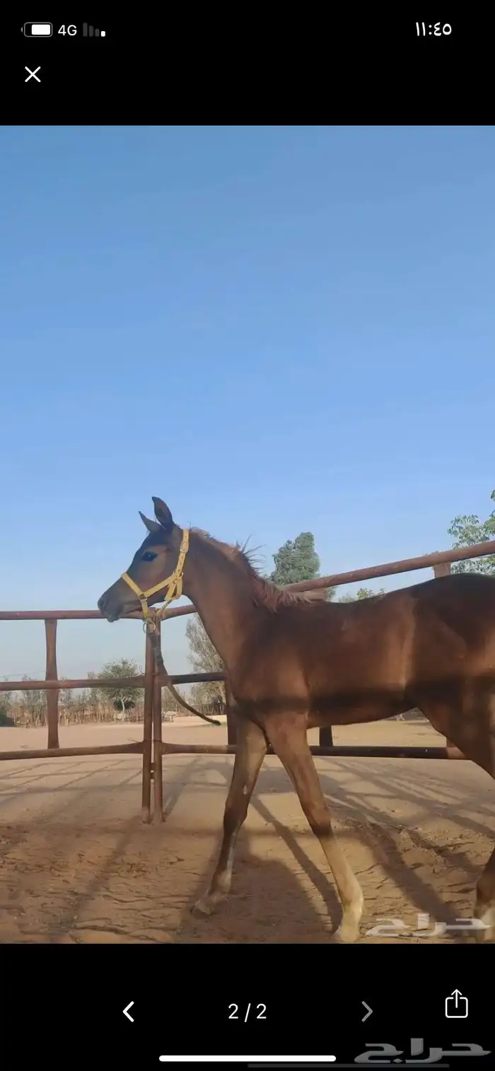 مهر عربي عمره5شهور 3
