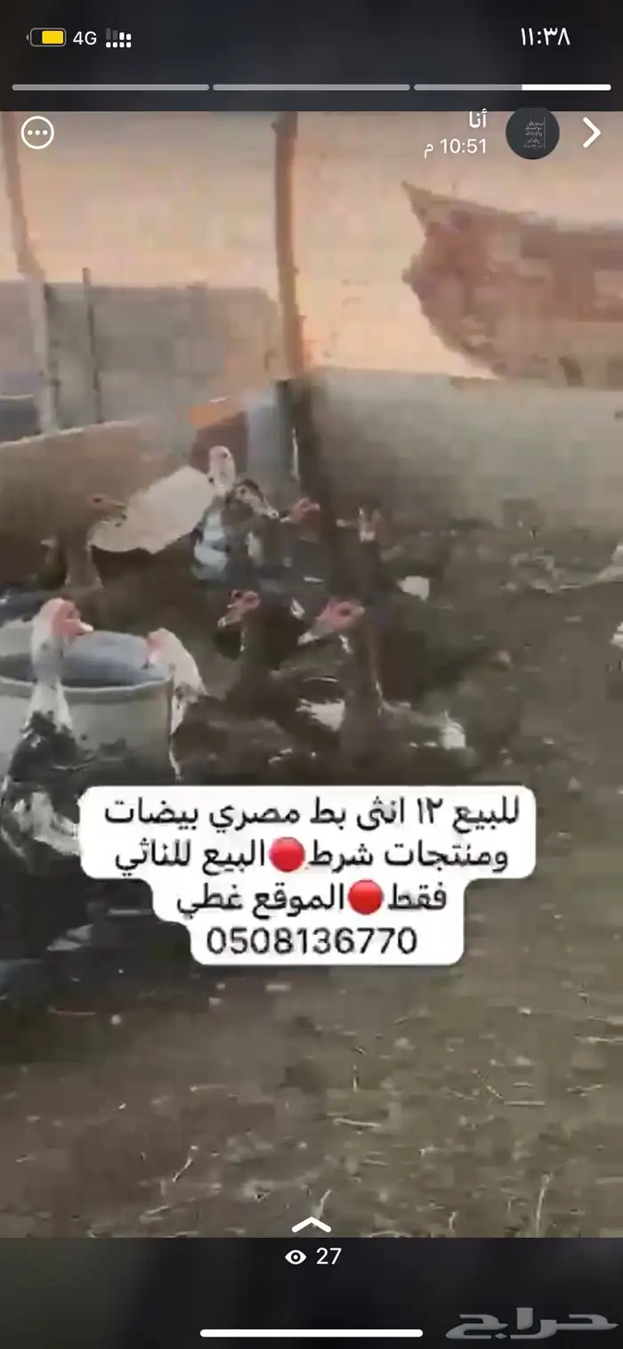 اناثي بط مصري منتجه 0