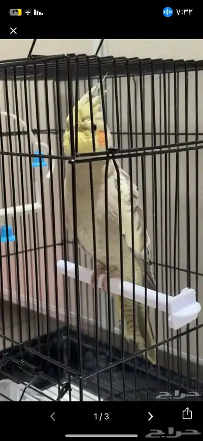 كروان اليف بدايت كلام يقول كلام غير مفهوم يحاول يلقط كلام 0