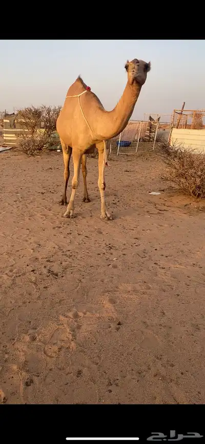 بكره ساحليه مداني 1