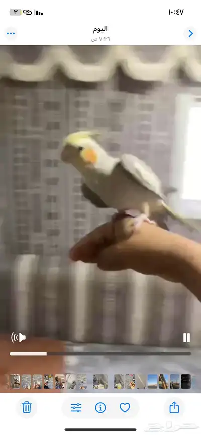 كروان اليف بدايت كلام يقول كلام غير مفهوم يحاول يلقط كلام 6