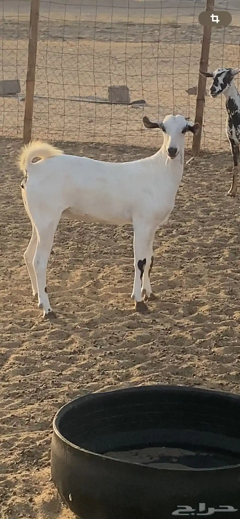 مشروع فحل اكحل نصف وجفره بيشية فاخره 6
