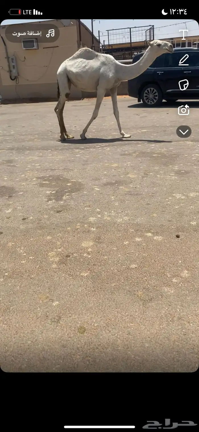 للبيع البكره المفرود الباتلي 2