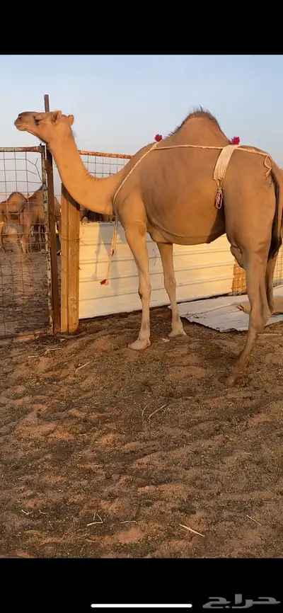 بكره ساحليه مداني 3