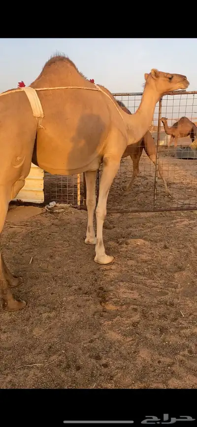 بكره ساحليه مداني 5