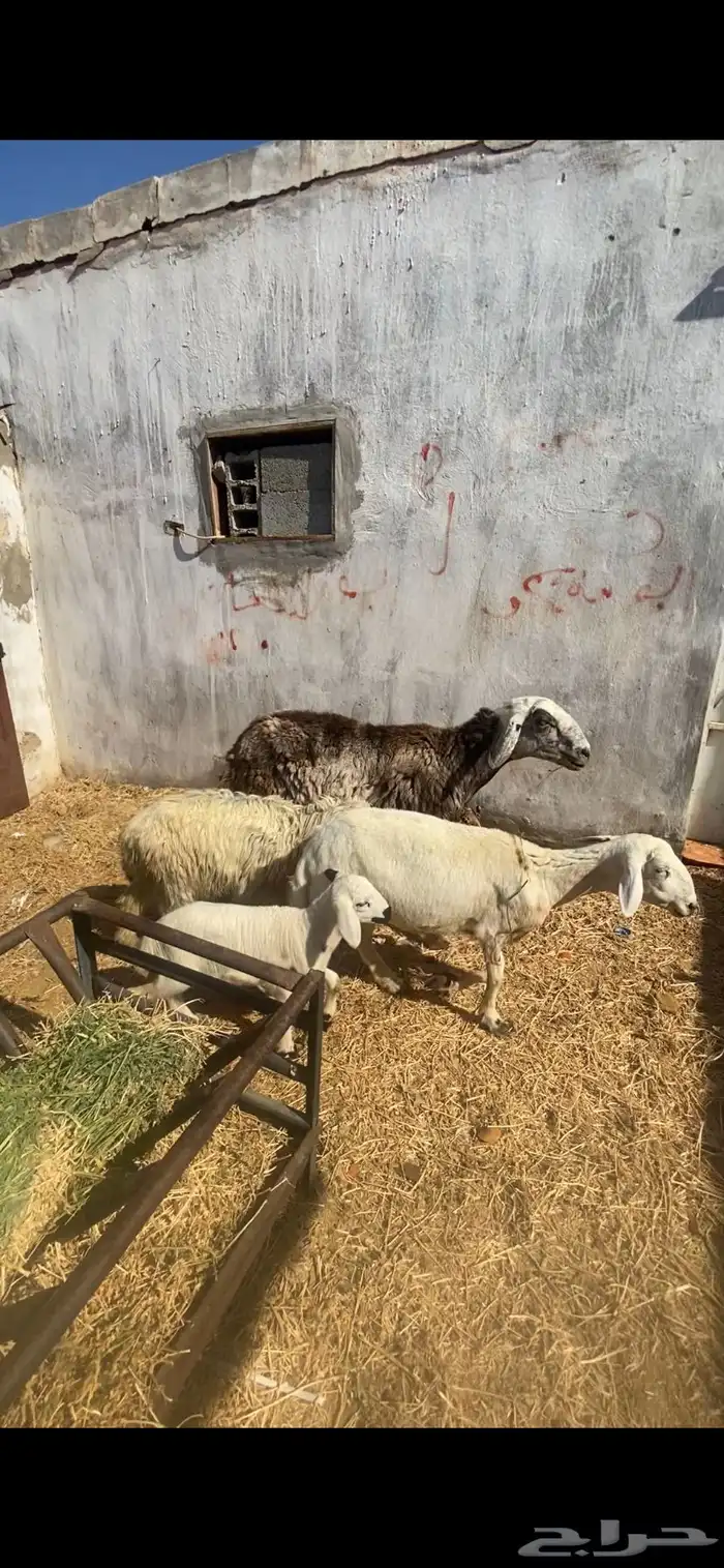 نعاج مولده وحده معها رخال و مضرع و ثانيه معها رخال 1