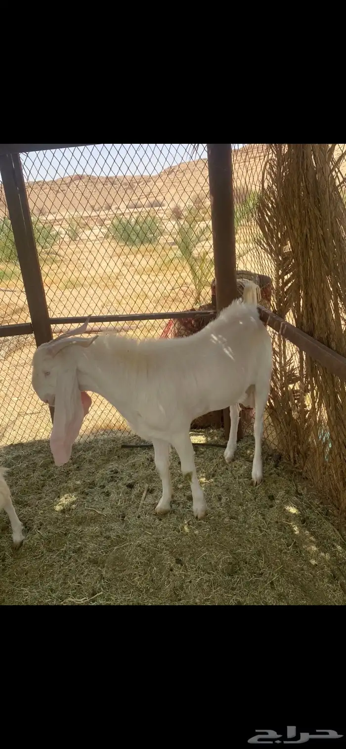 فحل ثني مطور 1