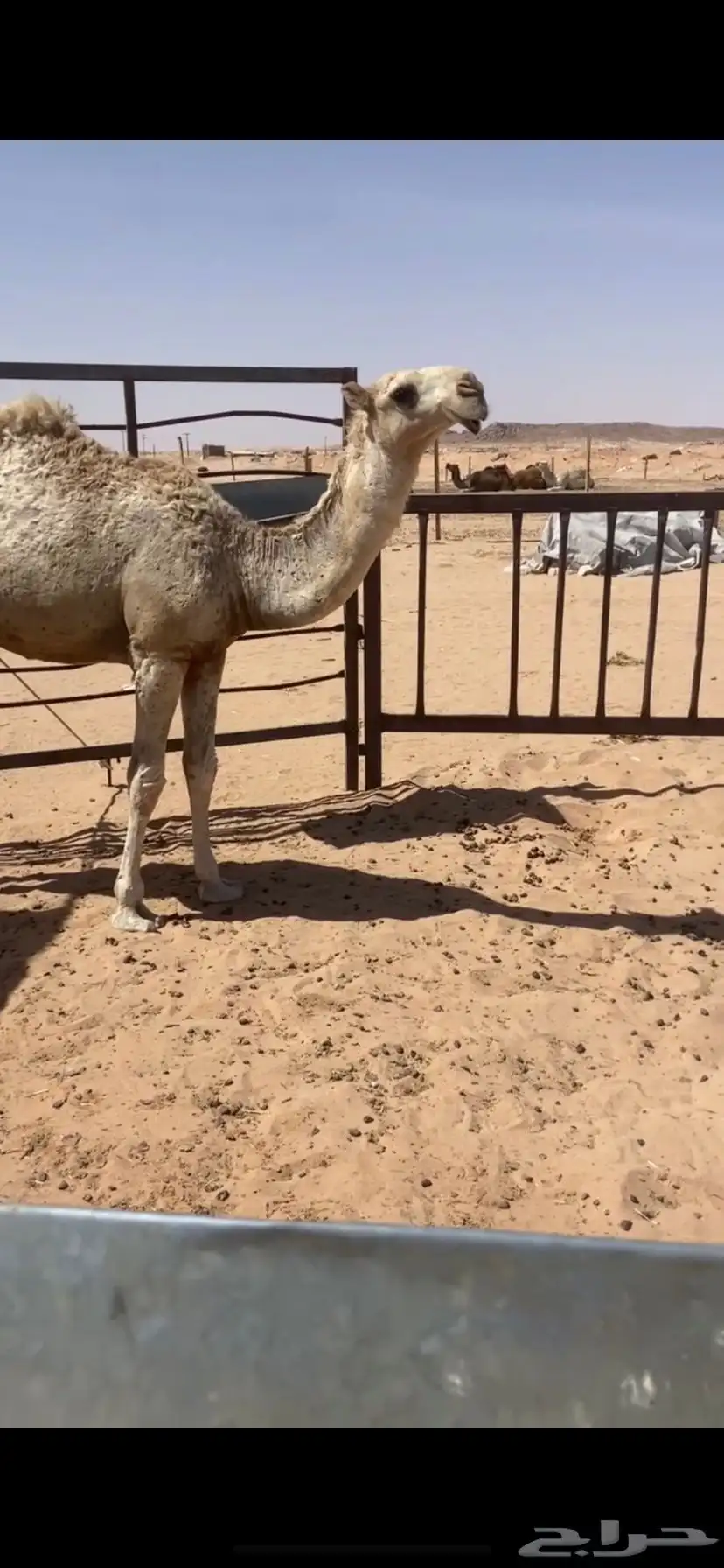 قعود مفرود على غفلان 2