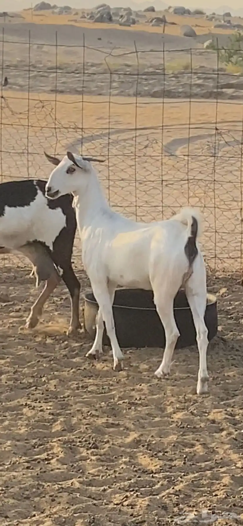 مشروع فحل اكحل نصف وجفره بيشية فاخره 5