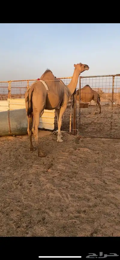 بكره ساحليه مداني 0