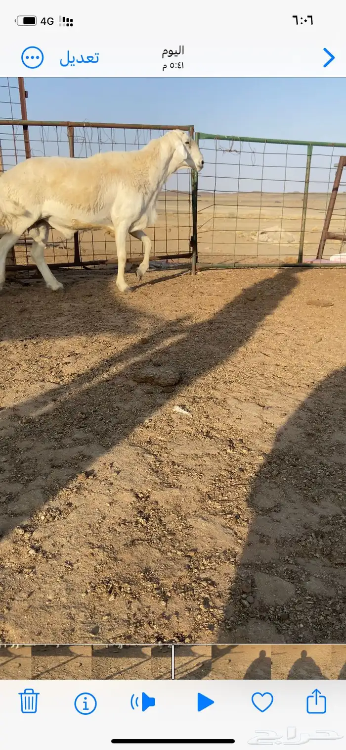 طلي فحل حري مشروط 4