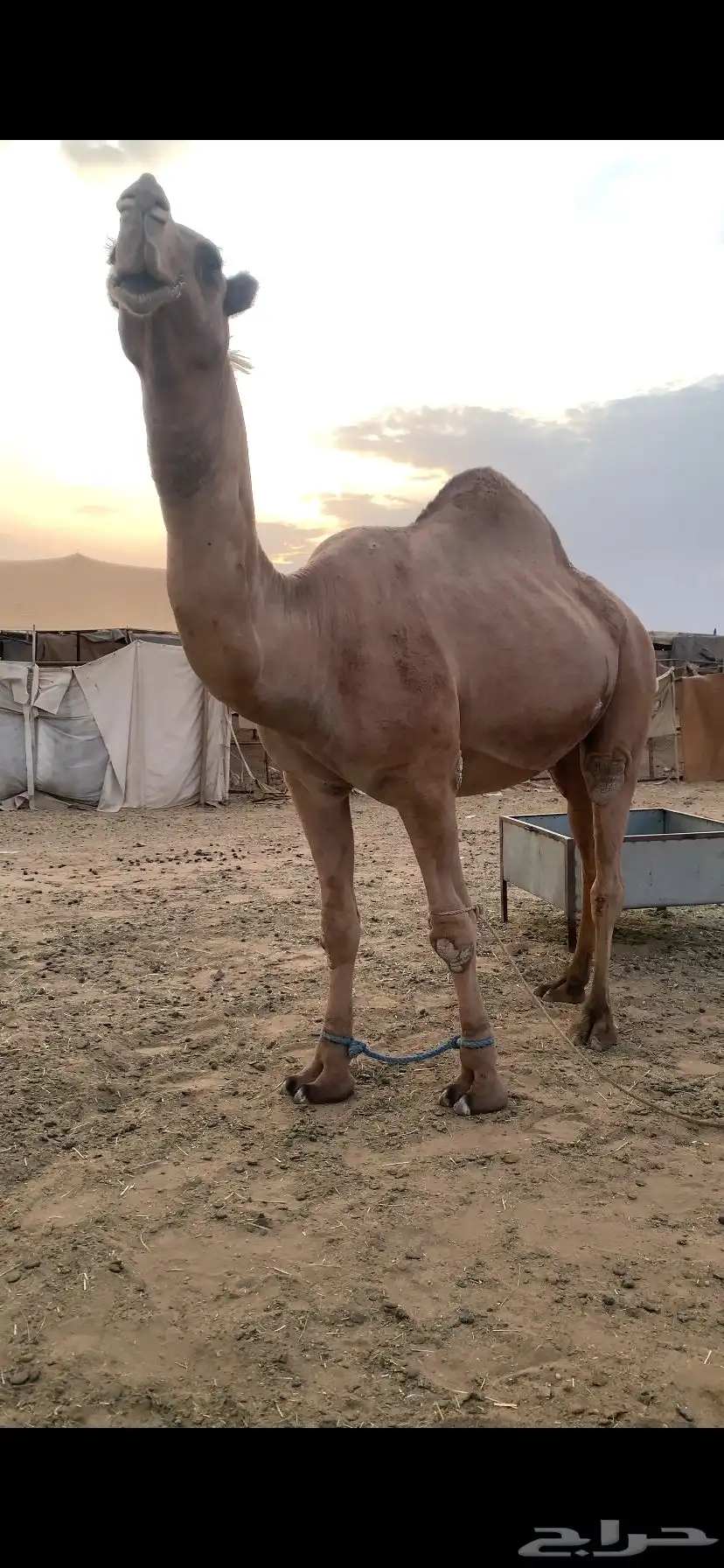 عندي بعير كفو عل الراهي بعير السلات العتيبي سنه رباع ومشروط 2