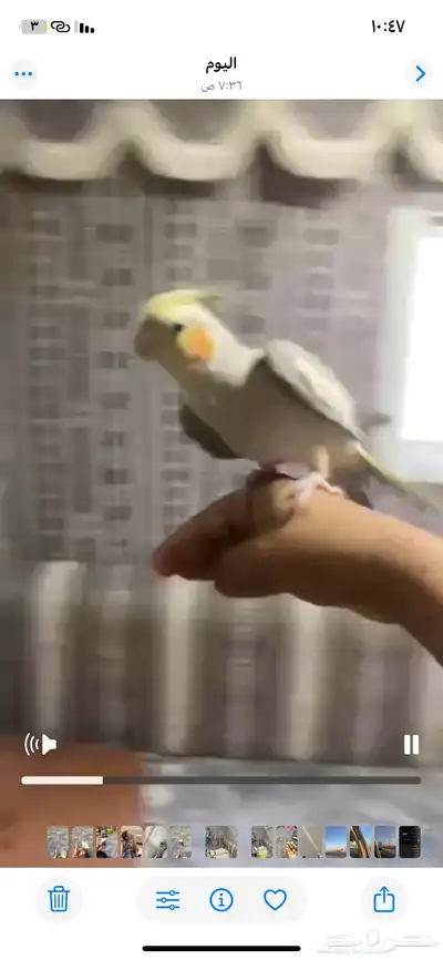 كروان اليف بدايت كلام يقول كلام غير مفهوم يحاول يلقط كلام 5