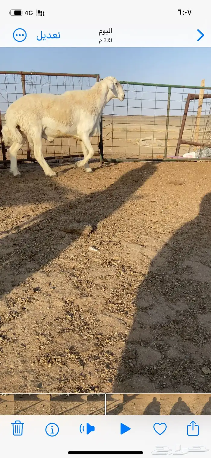 طلي فحل حري مشروط 3