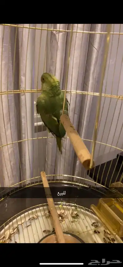 ببغاء 2