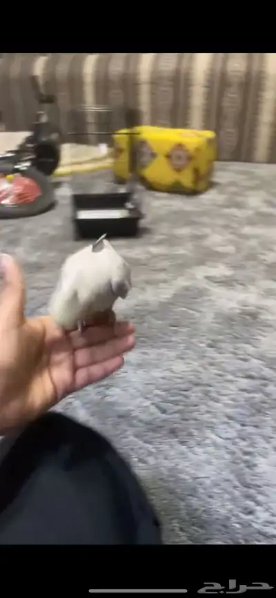 كروان اليف بدايت كلام يقول كلام غير مفهوم يحاول يلقط كلام 7