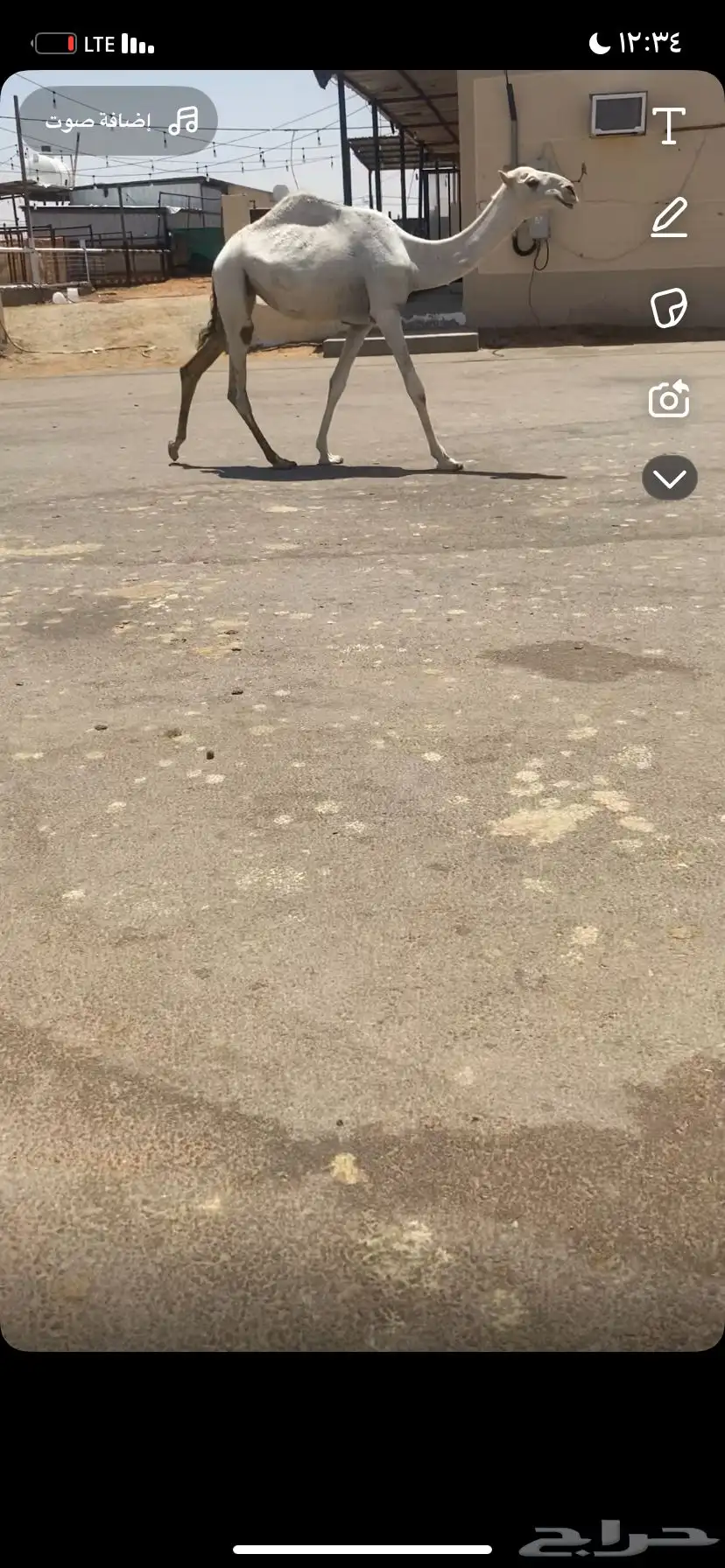 للبيع البكره المفرود الباتلي 1