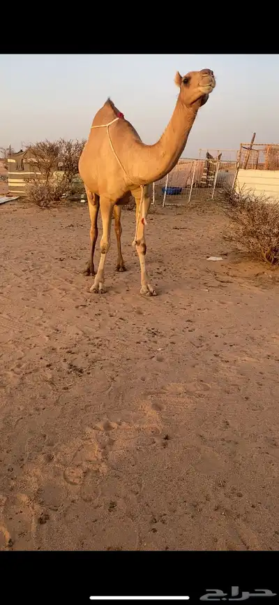 بكره ساحليه مداني 2