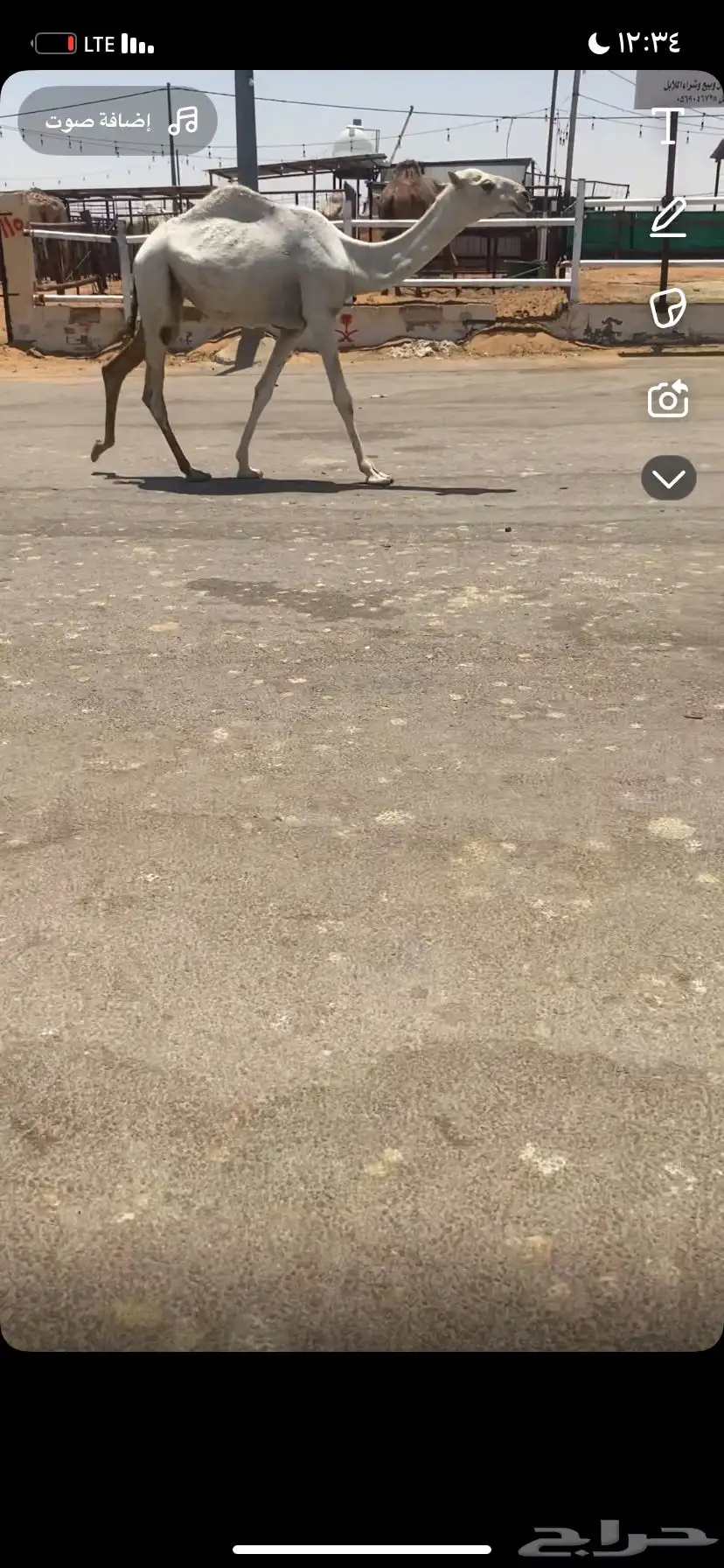 للبيع البكره المفرود الباتلي 4