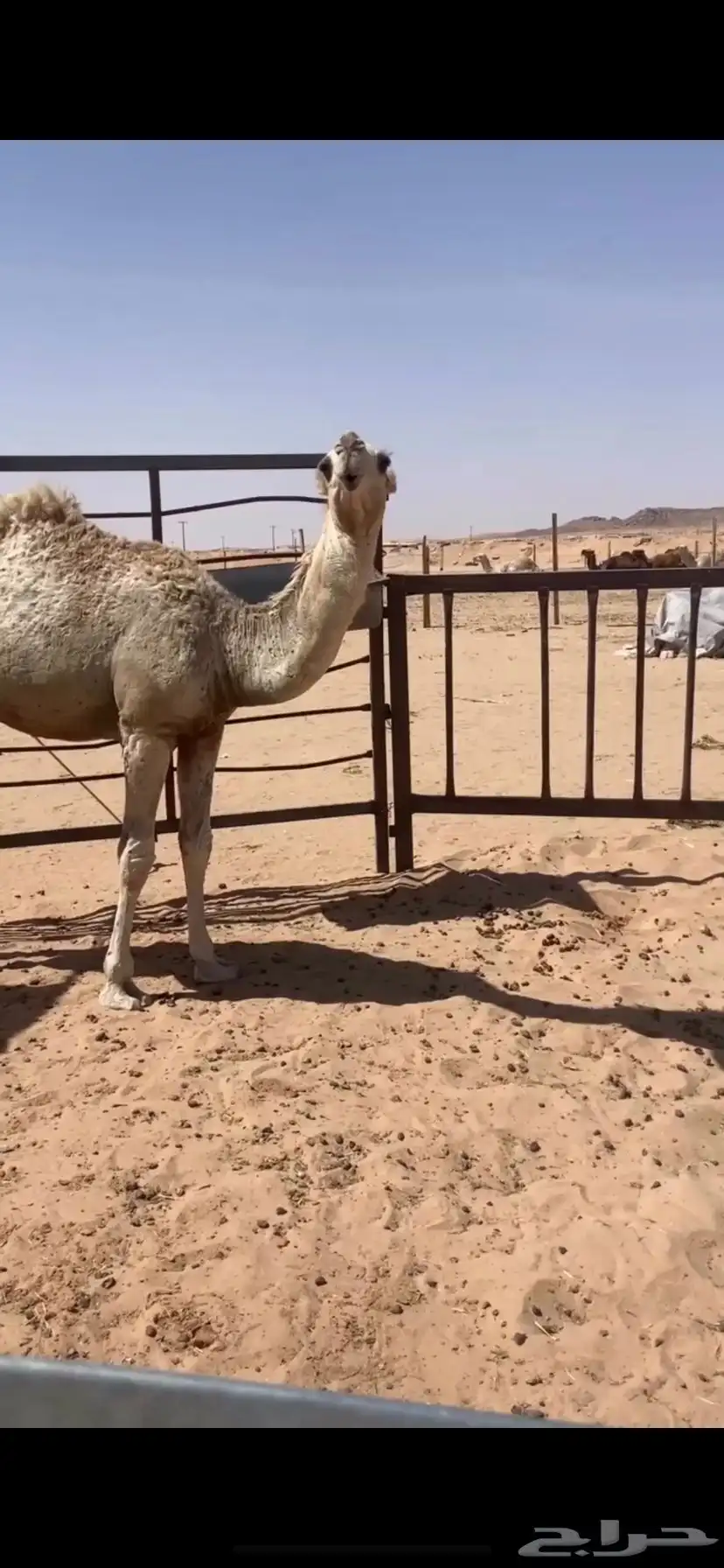 قعود مفرود على غفلان 3