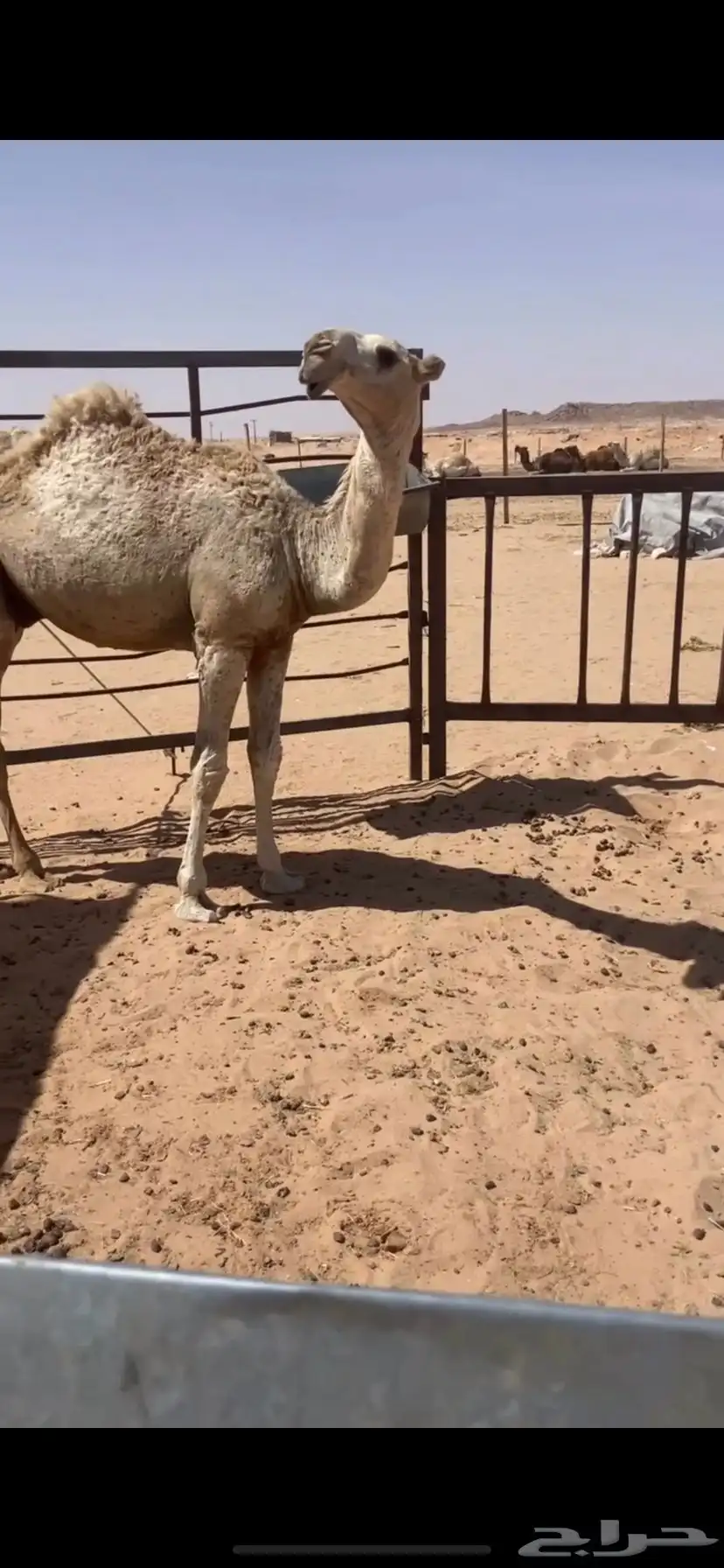 قعود مفرود على غفلان 0
