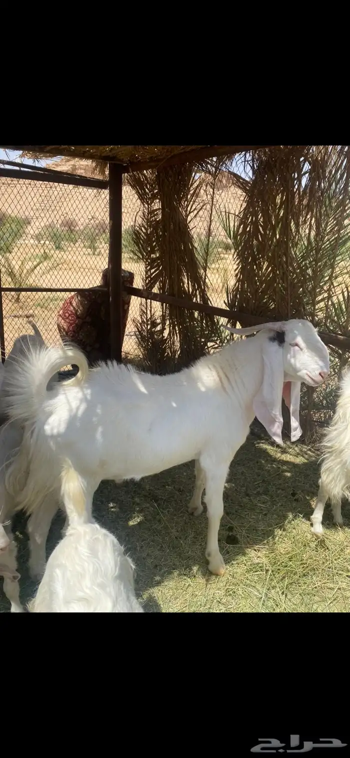 فحل ثني مطور 0