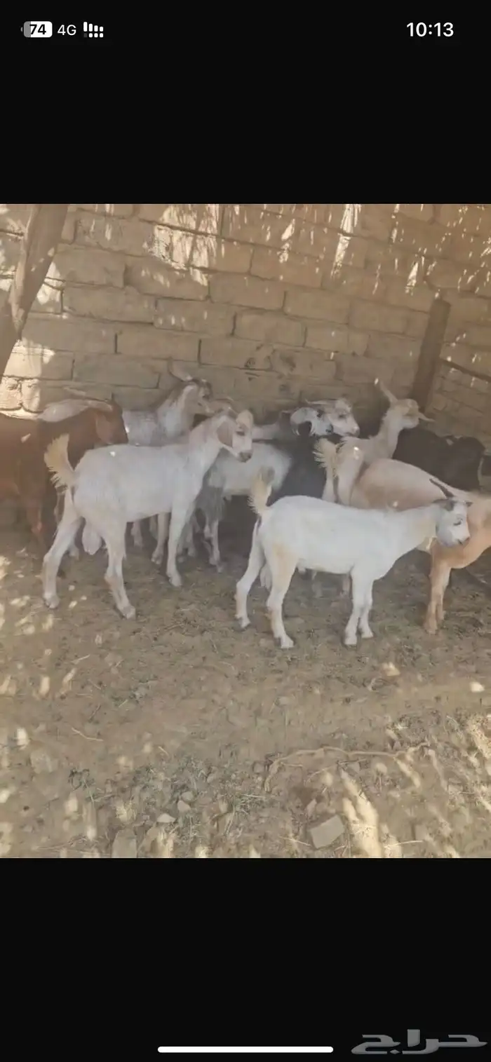 ((( تم البيع ))) تيس وعناق 0