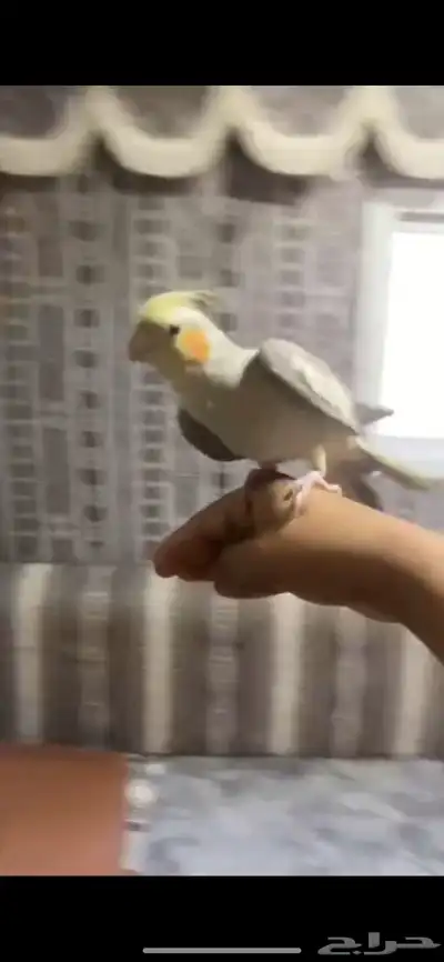كروان اليف بدايت كلام يقول كلام غير مفهوم يحاول يلقط كلام 4