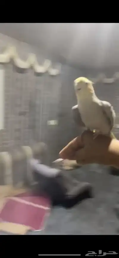 كروان اليف بدايت كلام يقول كلام غير مفهوم يحاول يلقط كلام 3