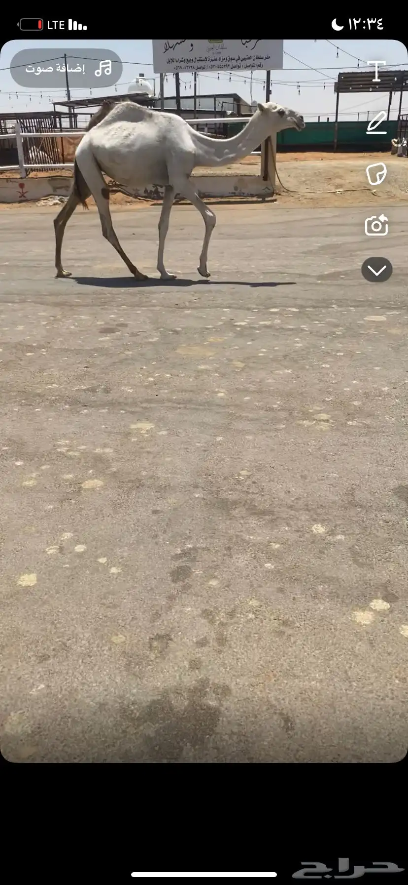 للبيع البكره المفرود الباتلي 0