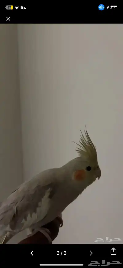 كروان اليف بدايت كلام يقول كلام غير مفهوم يحاول يلقط كلام 2