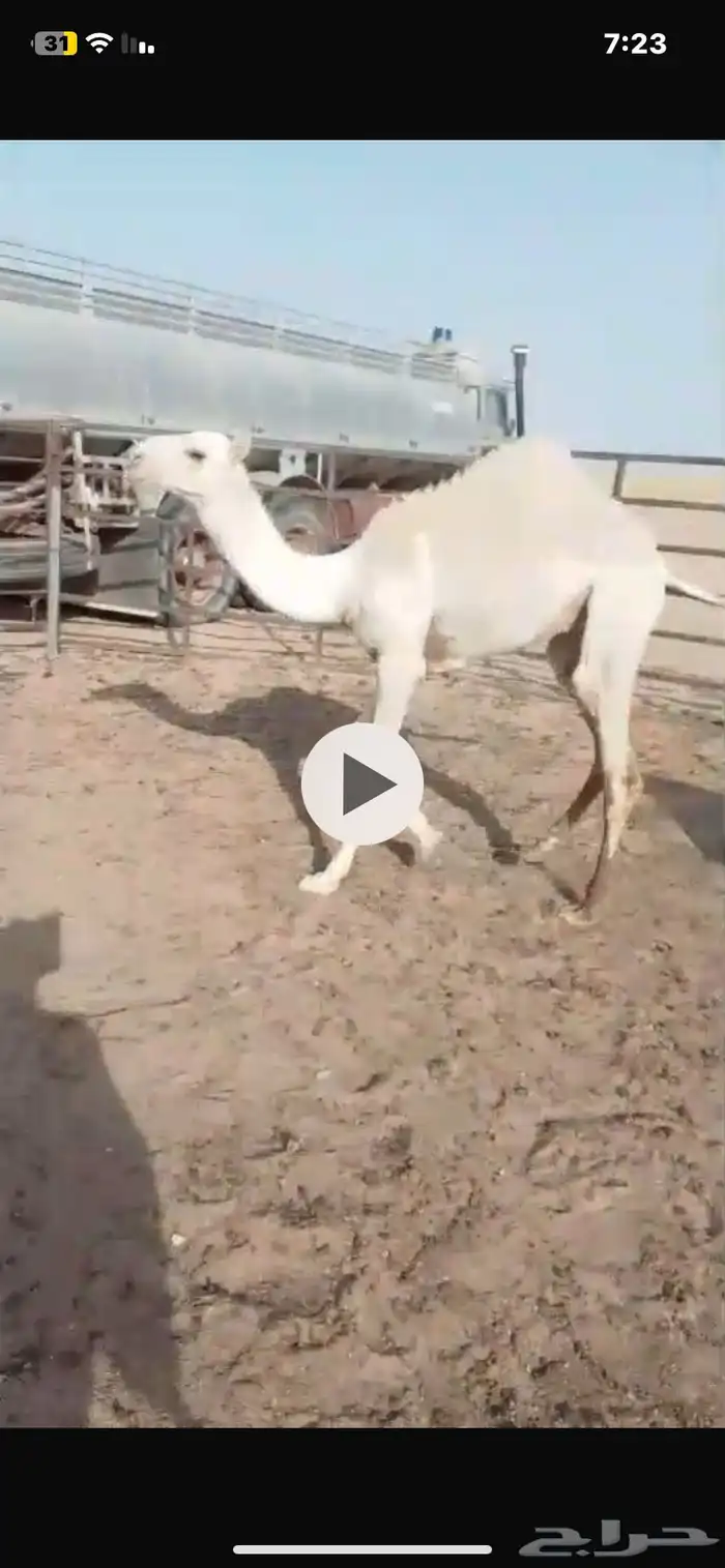 قعدان للبيع 2 ب 9900 2