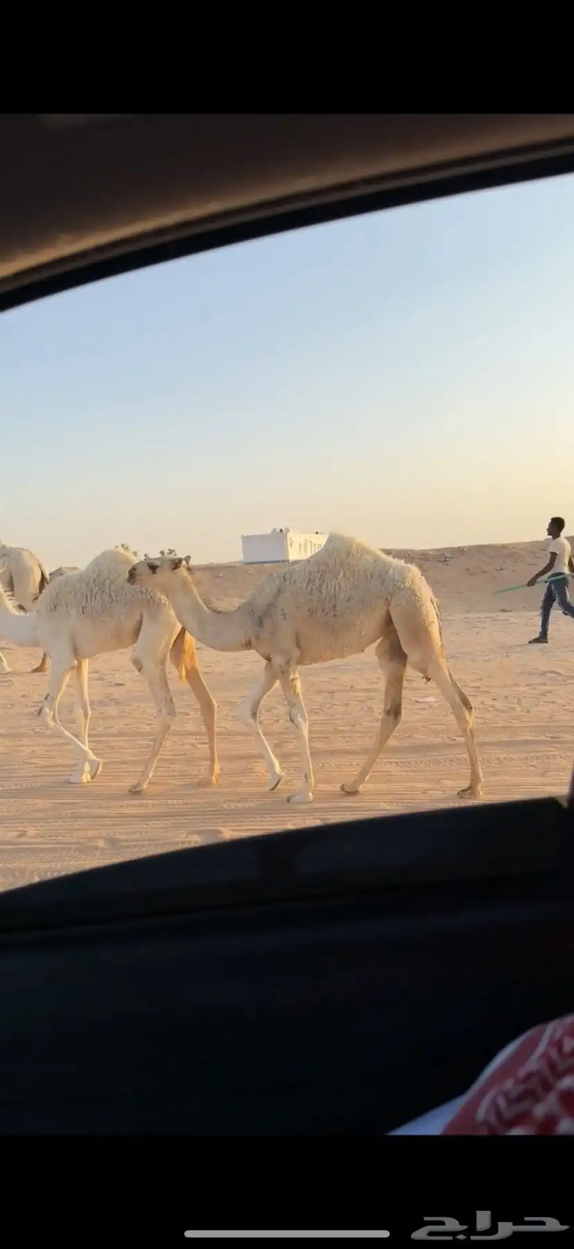 عشرا تحتها بكره شقحا 1