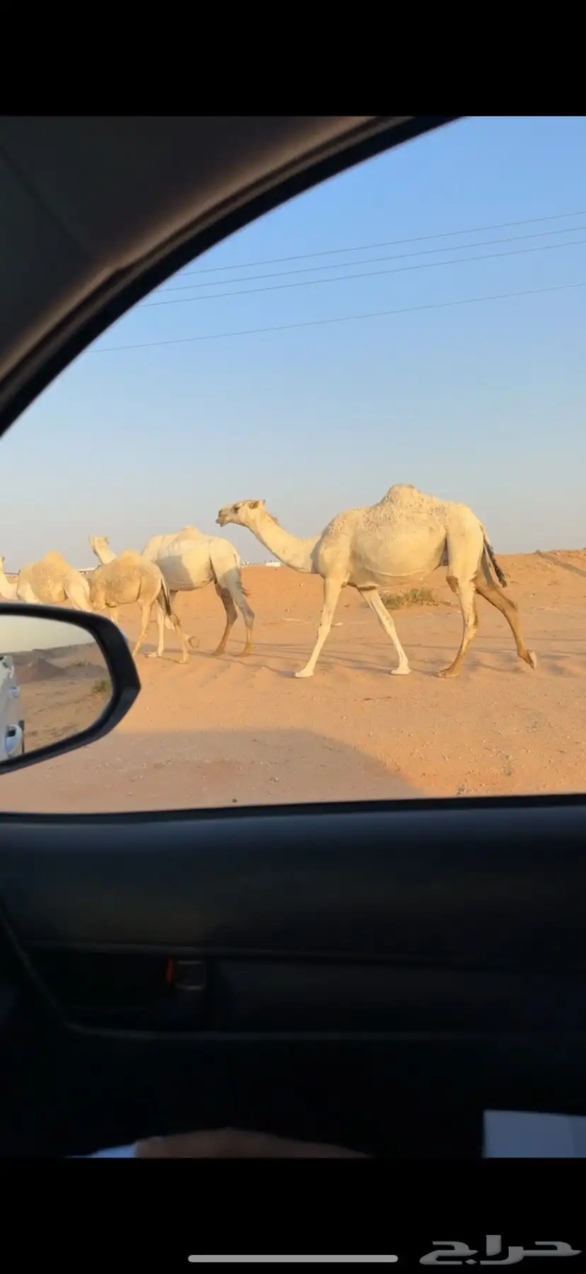 عشرا تحتها بكره شقحا 0