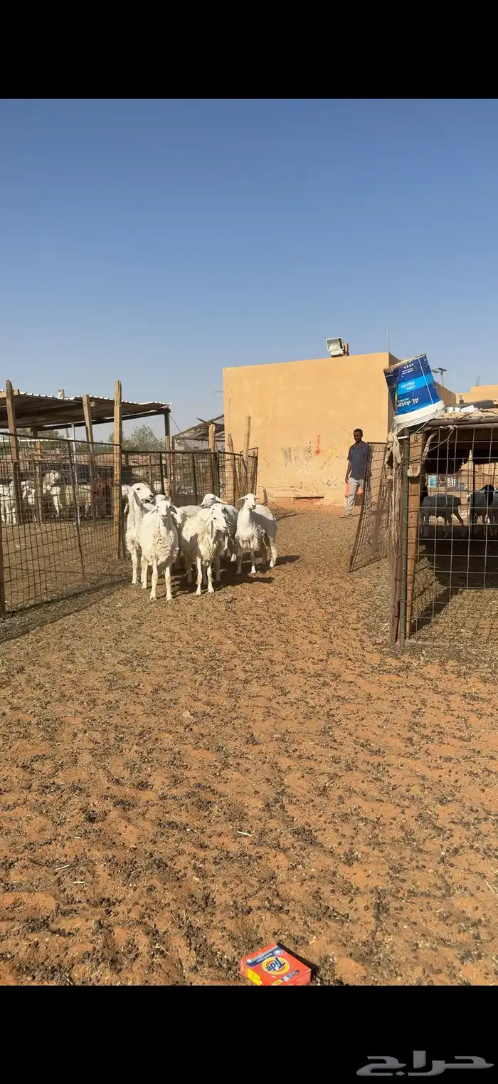 حريات جذعات مقاني 0