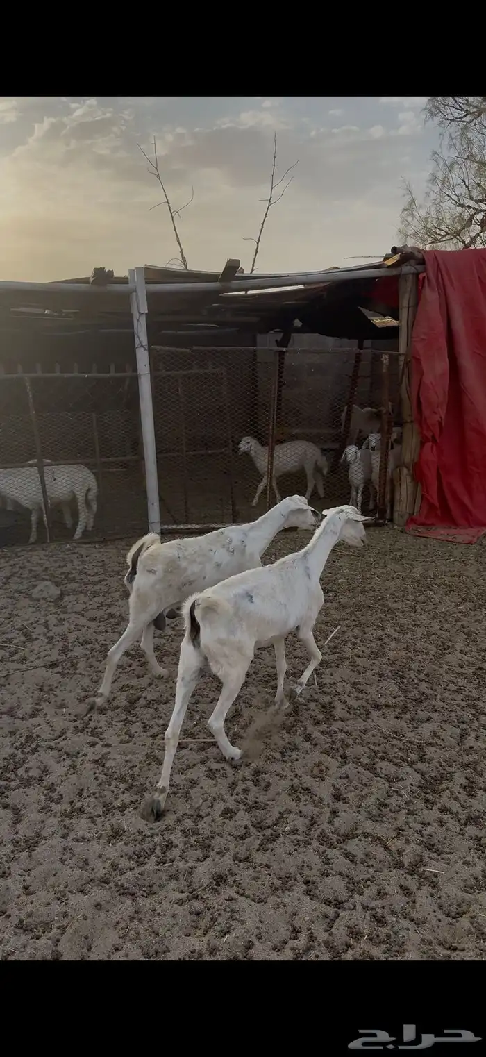 معزا بيشيات كفو 0