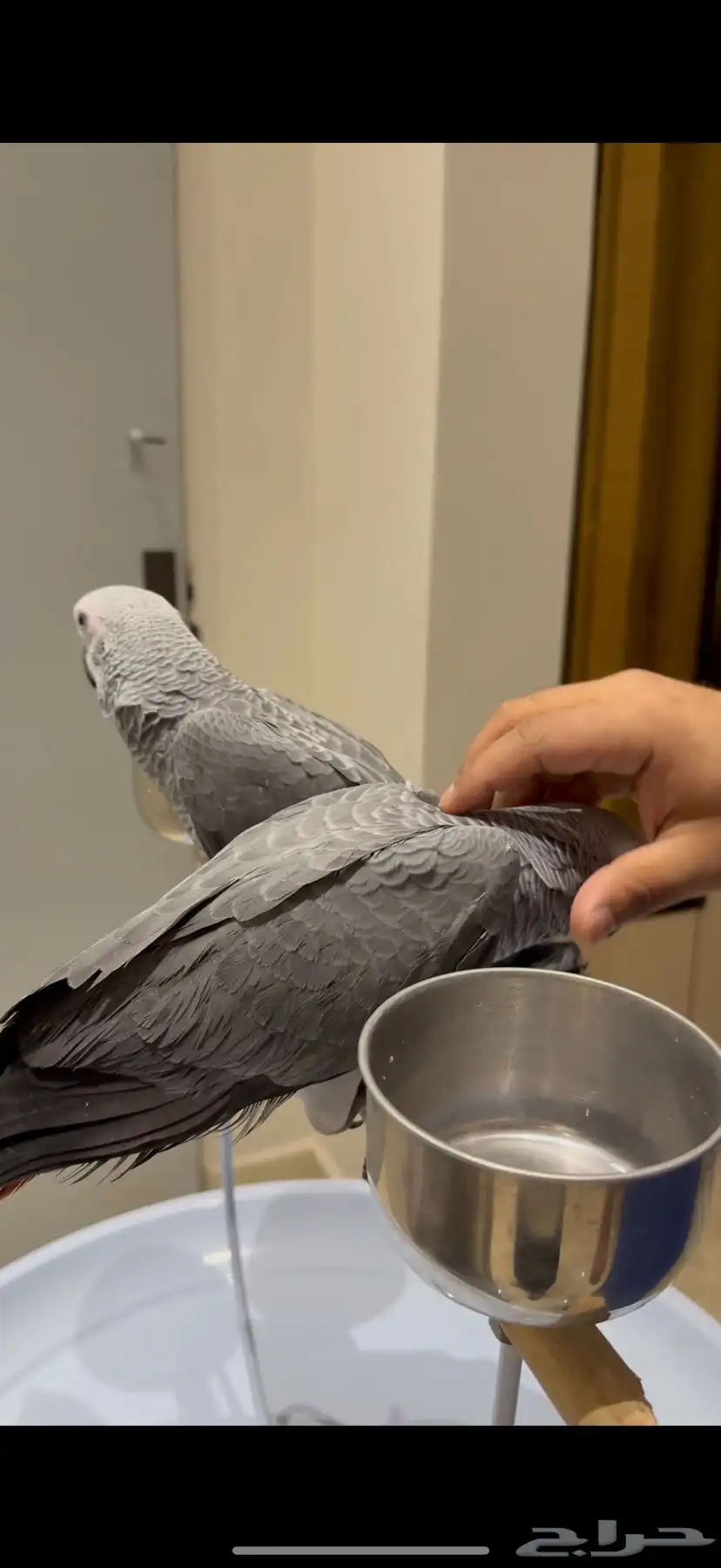 فروخ كاسكو احجام بطله سوبر سوبر جامبو 7
