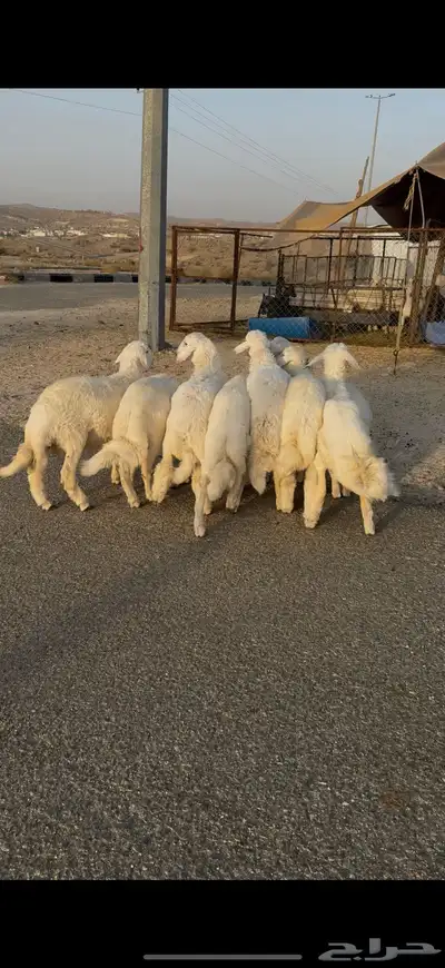 ذبائح مناسبات وثلاجه 4