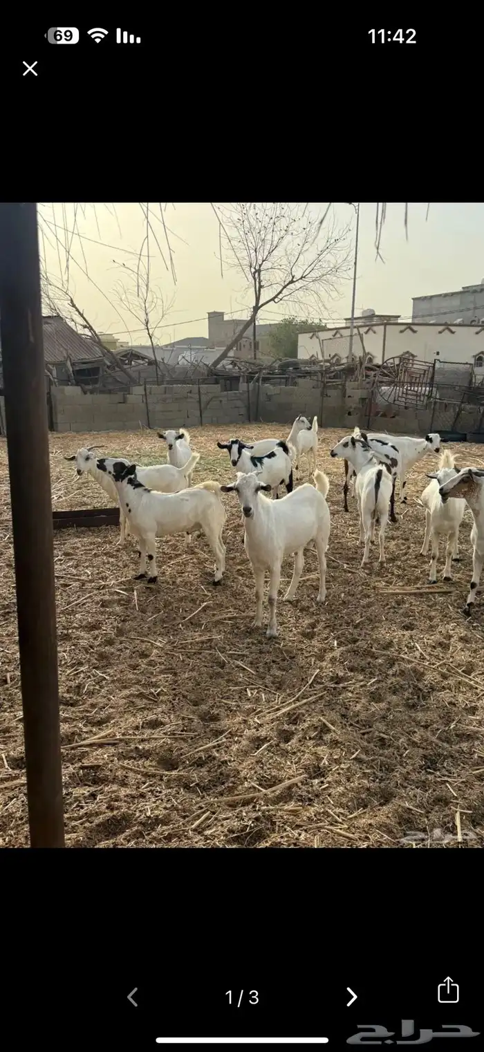 تيوس مناسبات وعقايق 1
