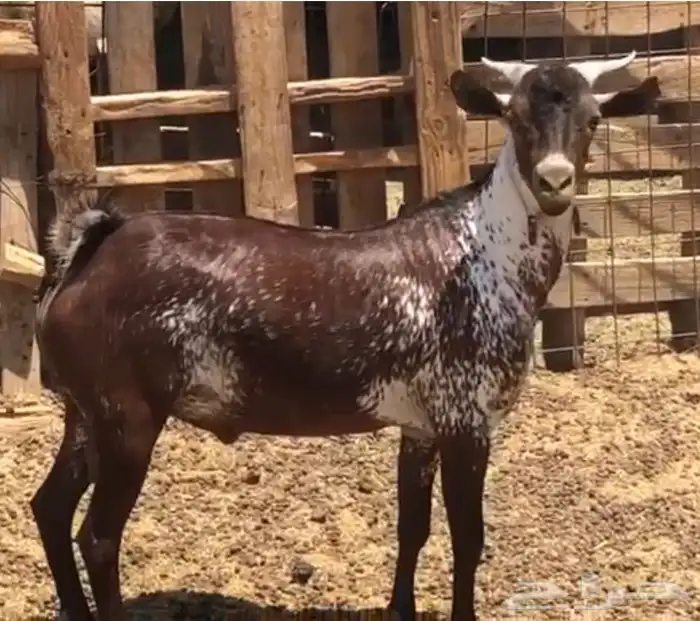 فحل اوشح محايلي ثني 0