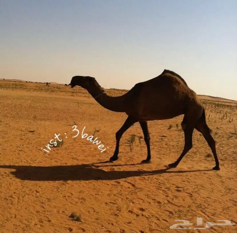للبيع البعير ادلم على الضبعه 2