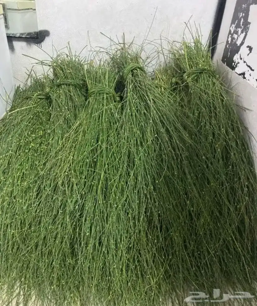 مرخ نضيف وسلع نضيف متوفر كميات 0