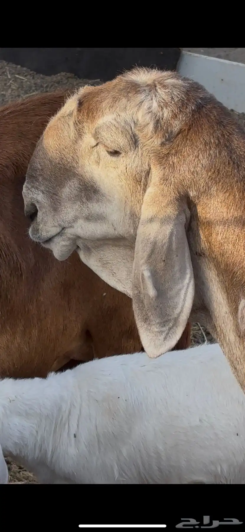 نعجه سواكنيه درمانيه صنف والد معه طلي مشروف فحل 3