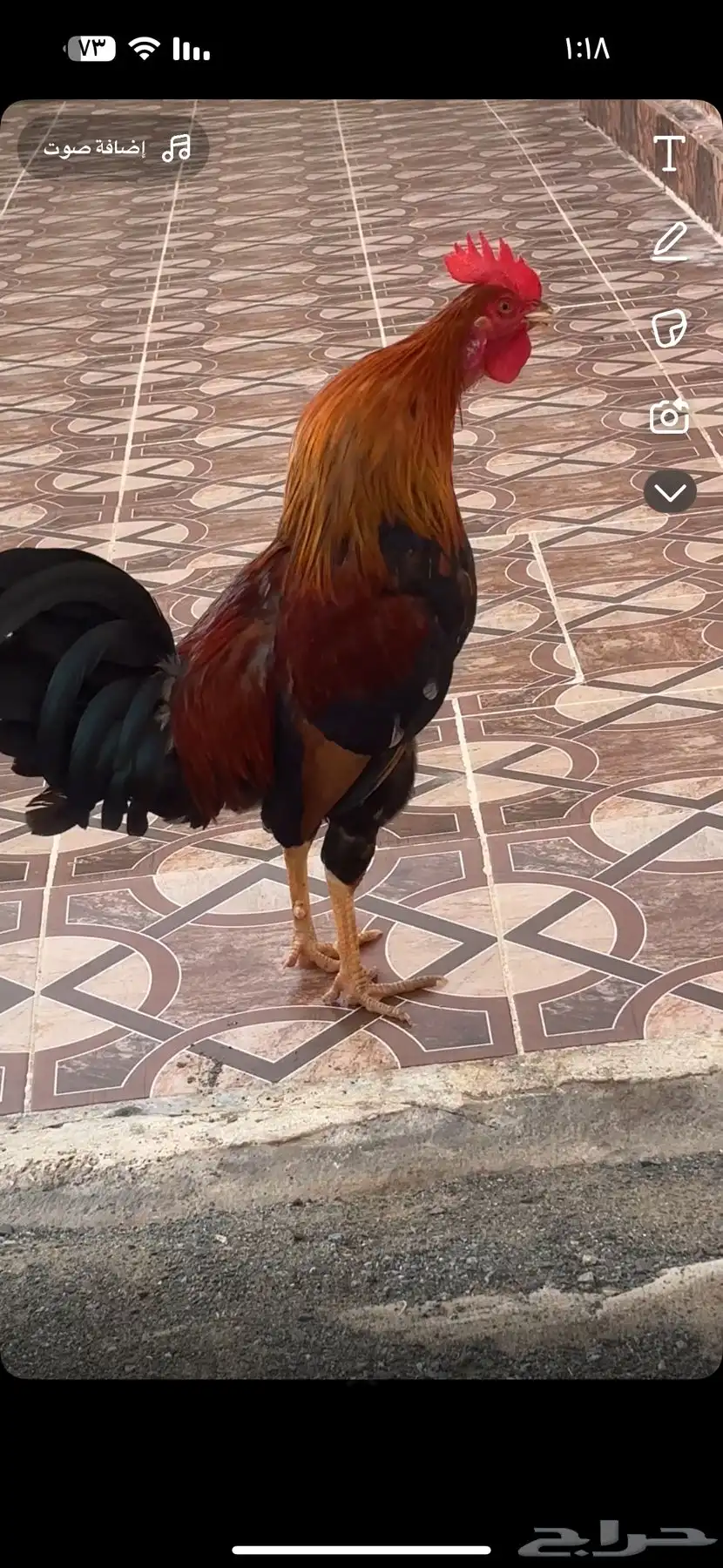 اللبيع ديك عربي اصيل 5
