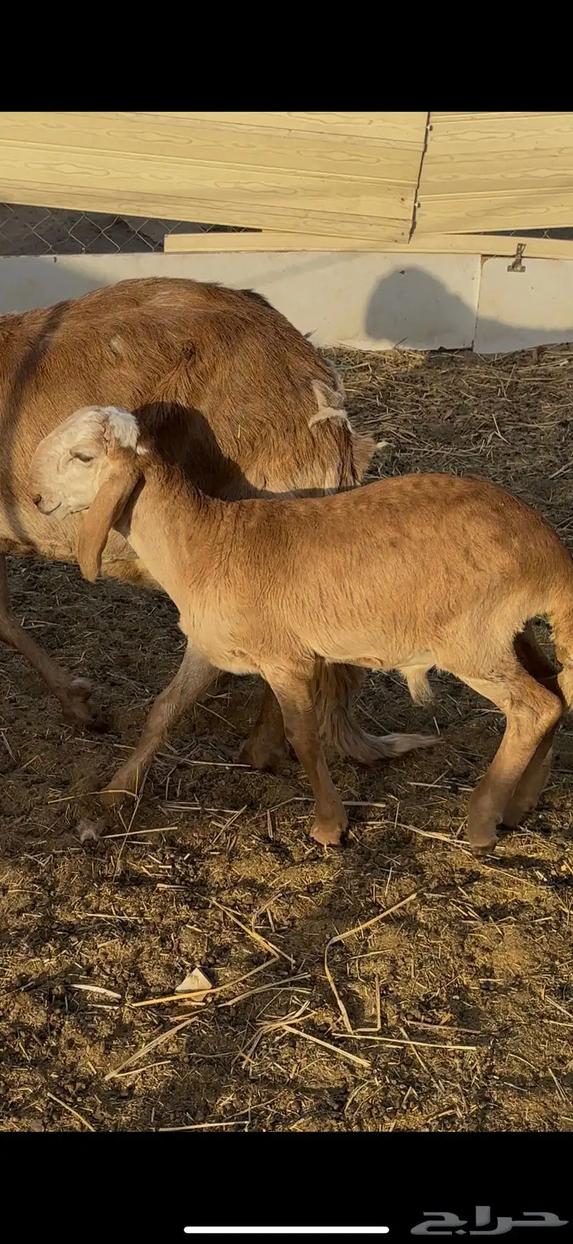 نعجه سواكنيه درمانيه صنف والد معه طلي مشروف فحل 6