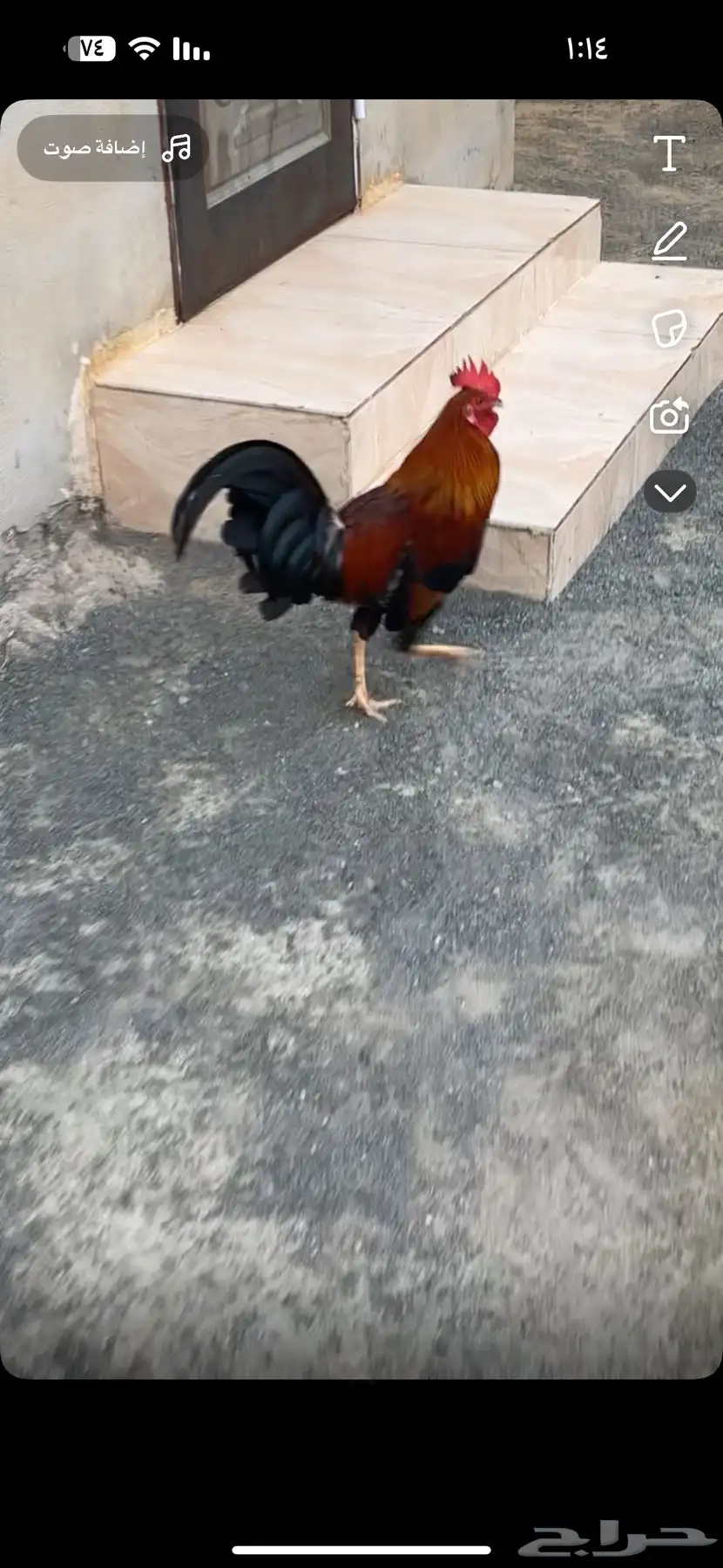 اللبيع ديك عربي اصيل 4