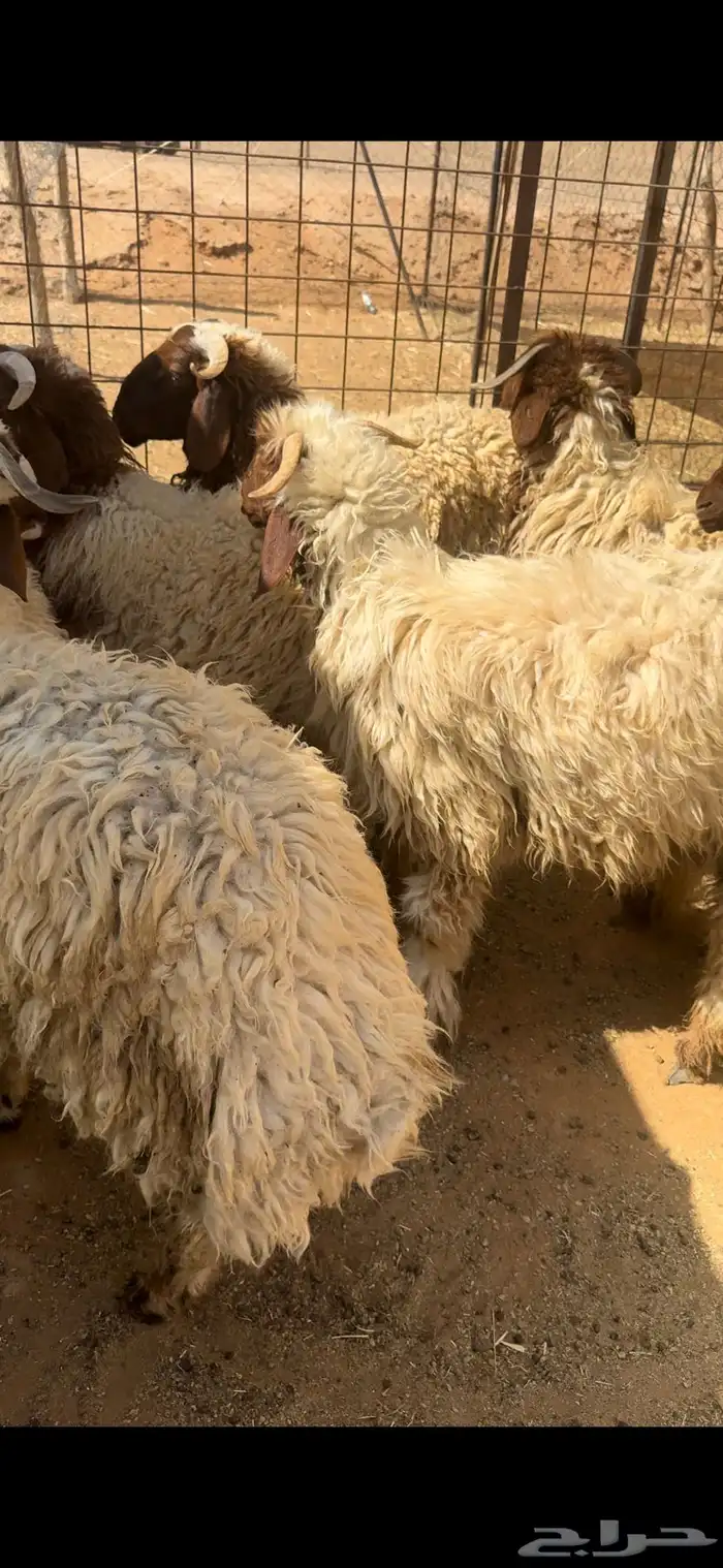 للبيع جذعان نعيم بلدي 0