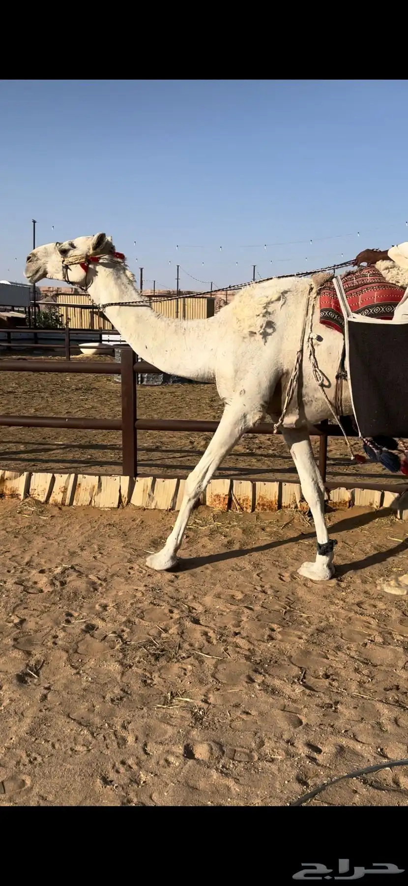 رحول وضحى طيبه index