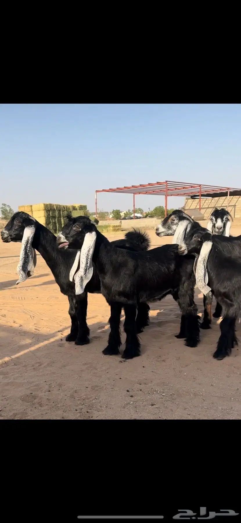 للبيع جفرات عوارض صنف الصنف 0